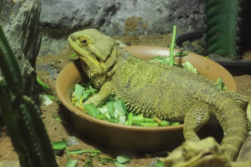 Can Bearded Dragons Eat Kale