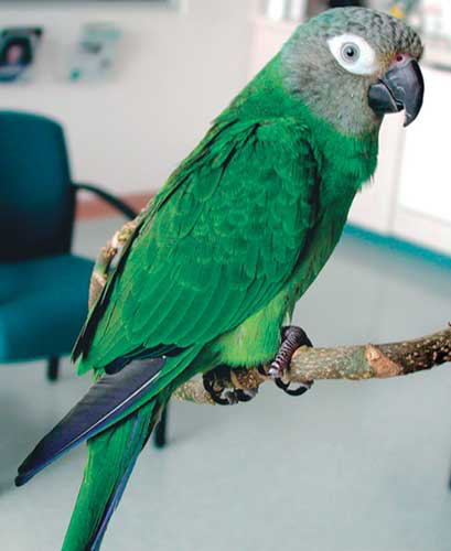A dusky-headed conure (Aratinga weddellii) is considered an ideal parrot because of its size, temperament, hardiness, lack of mutations and potential for human bonding