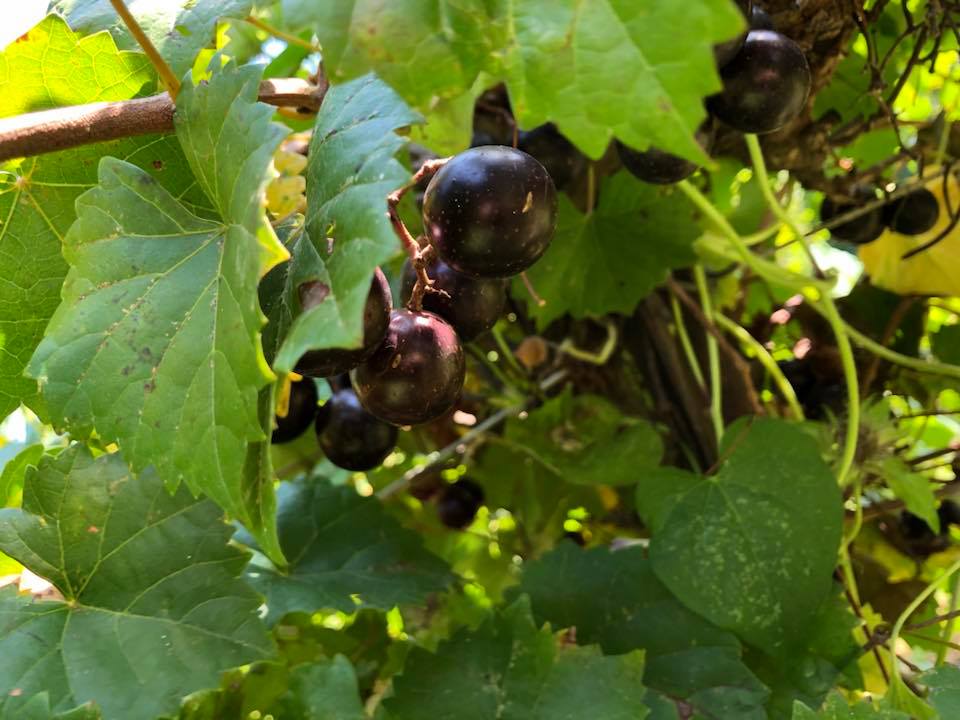 4 u-pick vineyards to find muscadine grapes and wine around Birmingham