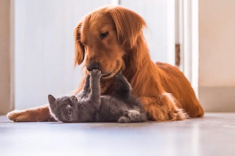 His Dog Was Looking at a Wall for No Apparent Reason, So He installed a Hidden Camera