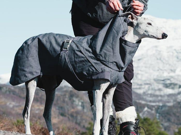 greyhound wearing black Hurtta Expedition Parka dog coat