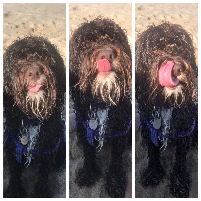 Sandy wet dog on the beach in a series of three photos showing him sticking his tongue out and licking his own nose.