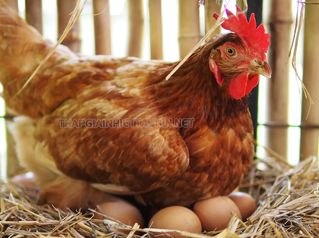 Mơ thấy gà đang ấp trứng