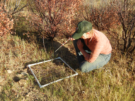 A photo shows a scientist sitting in a dry grassy area counting something in a small square on the ground that is subdivided into squares by string.
