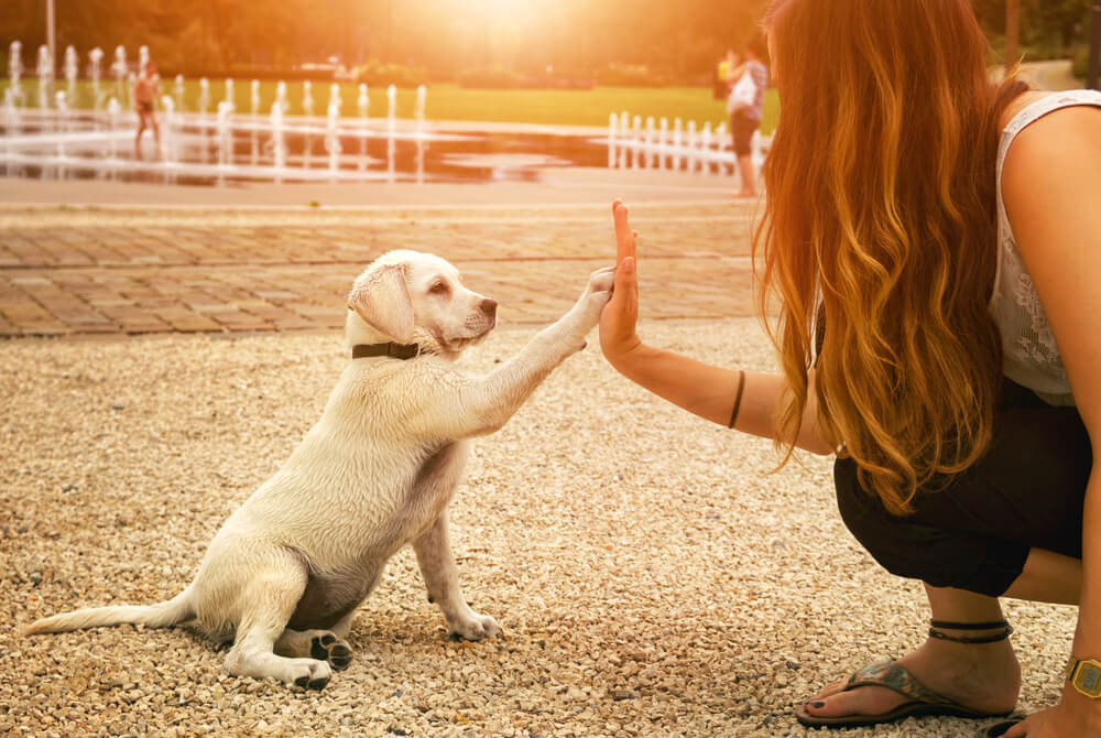 puppy high fives with a woman