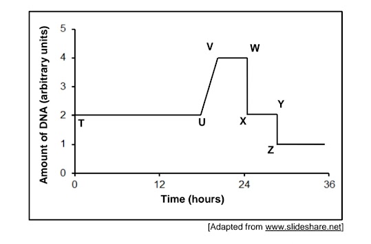 The graph above shows changes in the amount of DNA present in a cell over a period of 36 hours
