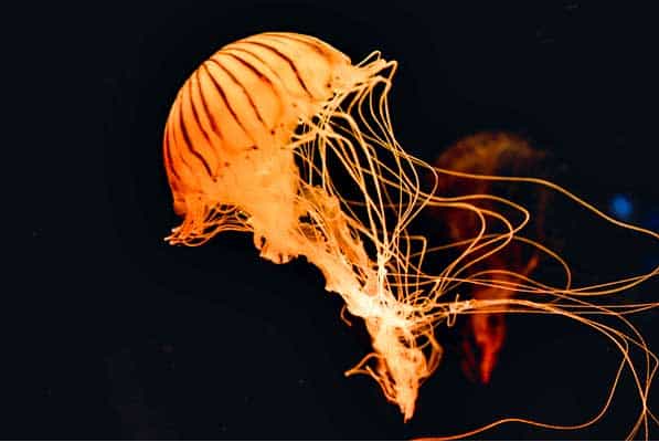 medusa en el fondo