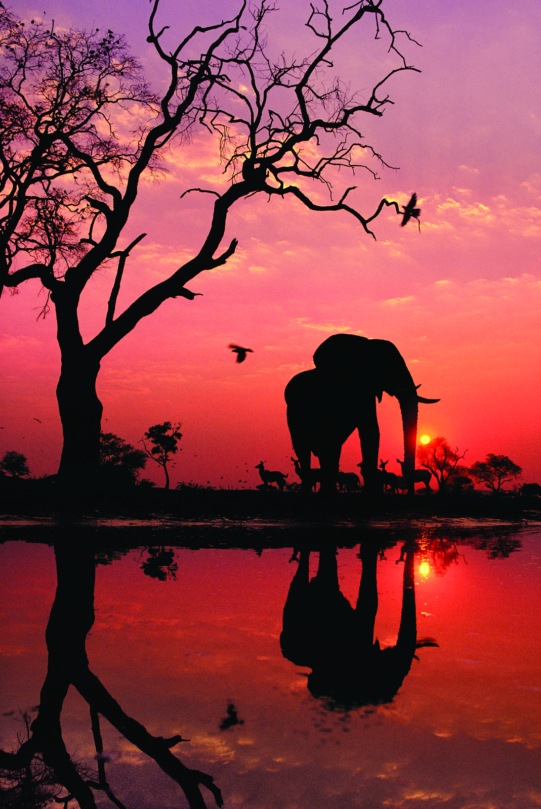 A dawn silhouette of a wild elephant and other animals in Botswana, by famous photographer Frans Lanting