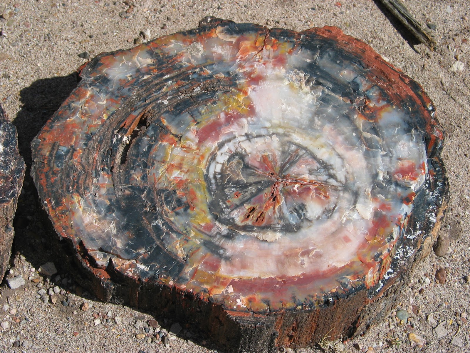 Original structure cut where you can see the growth rings and their ranges of colors.