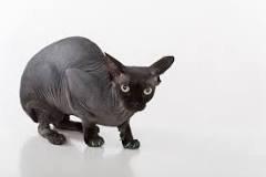 Image result for black sphynx kitten for sale