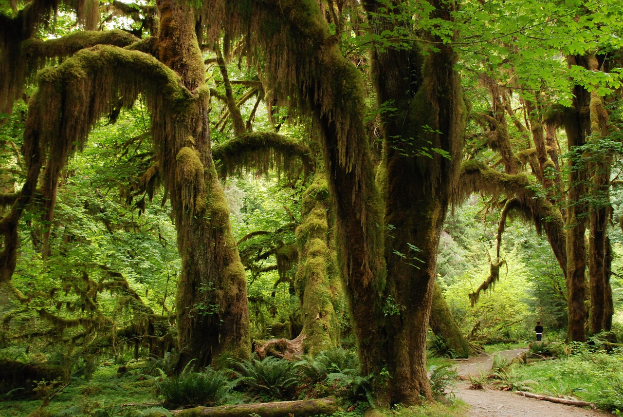 A typical Olympic forest range in the PNW, green moss covers this forest floor Image Found: https://pixabay.com/photos/nature-landscape-green-forest-1367681/