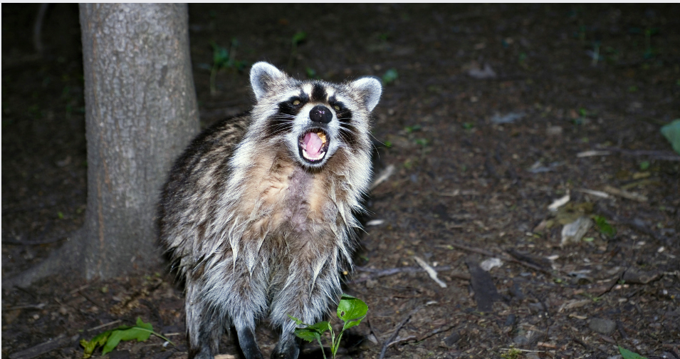 Raccoon screaching