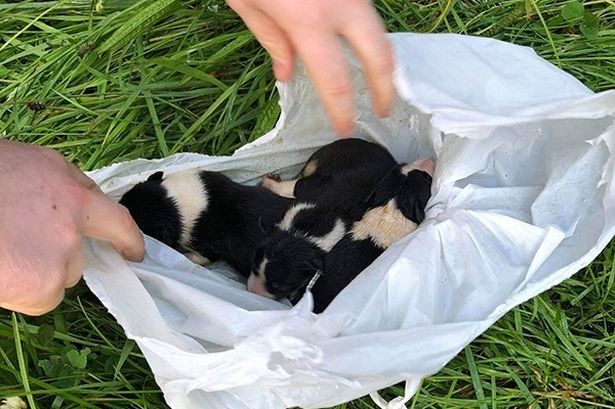 Three tiny puppies rescued from plastic bag after failed drowning ...