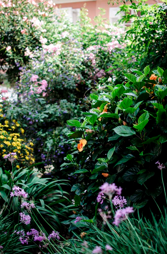 lots of different colored flowers among green plants and leaves in small garden