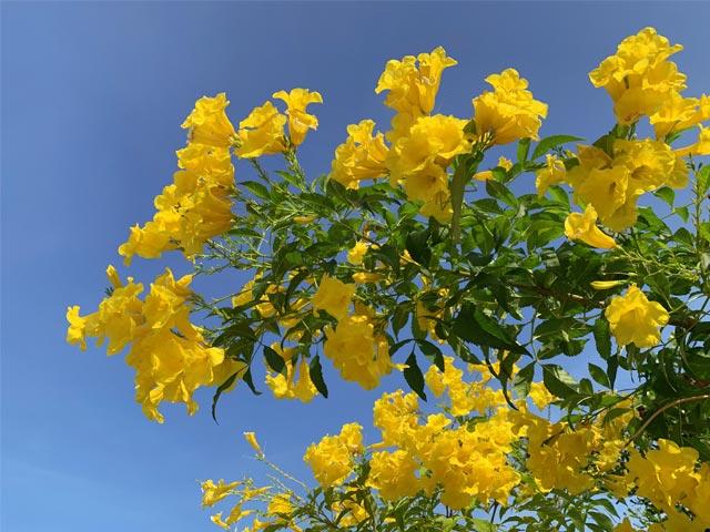 ต้นทองอุไร ดอกไม้สีเหลือง ความหมายดี ราคาไม่แพง - รักต้นไม้