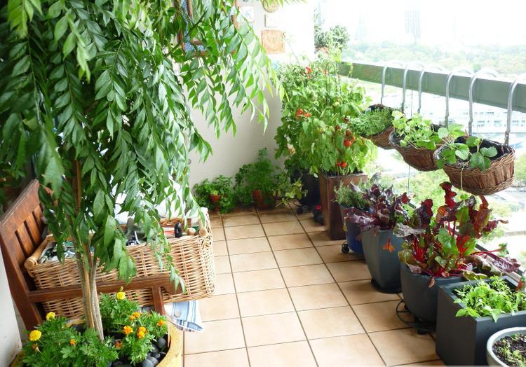 https://img.iproperty.com.my/angel/750x1000-fit/wp-content/uploads/sites/7/2023/06/cay-coi-xanh-tot.jpg