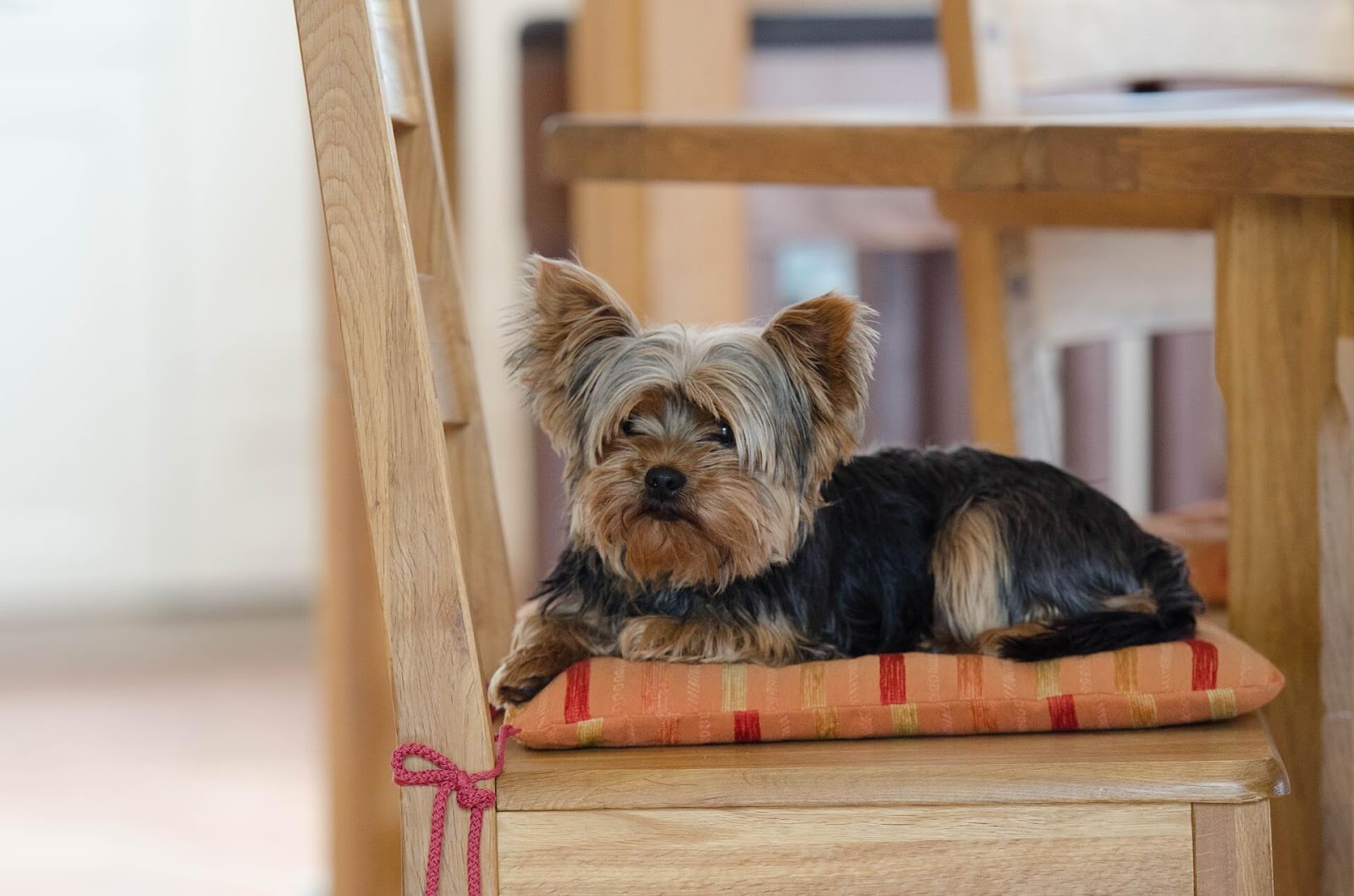 How To Groom A Yorkie Face? 
