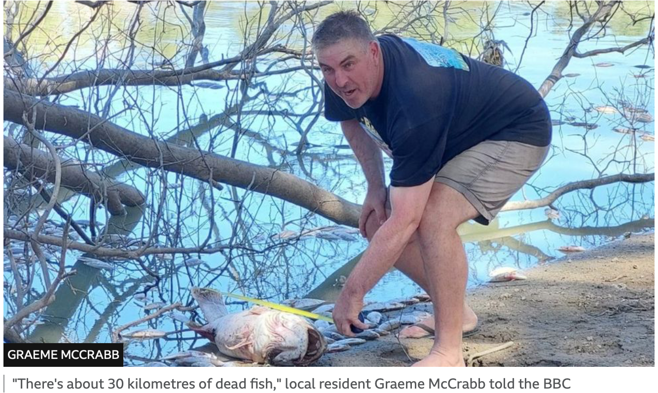 <strong>‘Surreal’; Millions of dead fish, near Australian town</strong> - Asiana Times