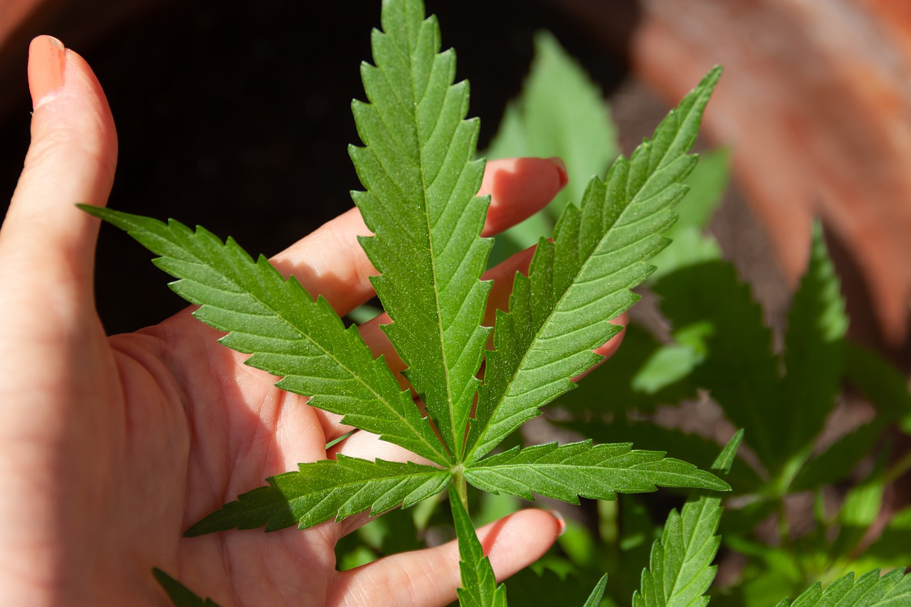 A person holding a cannabis leaf