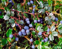 barberry darwinii fruit
