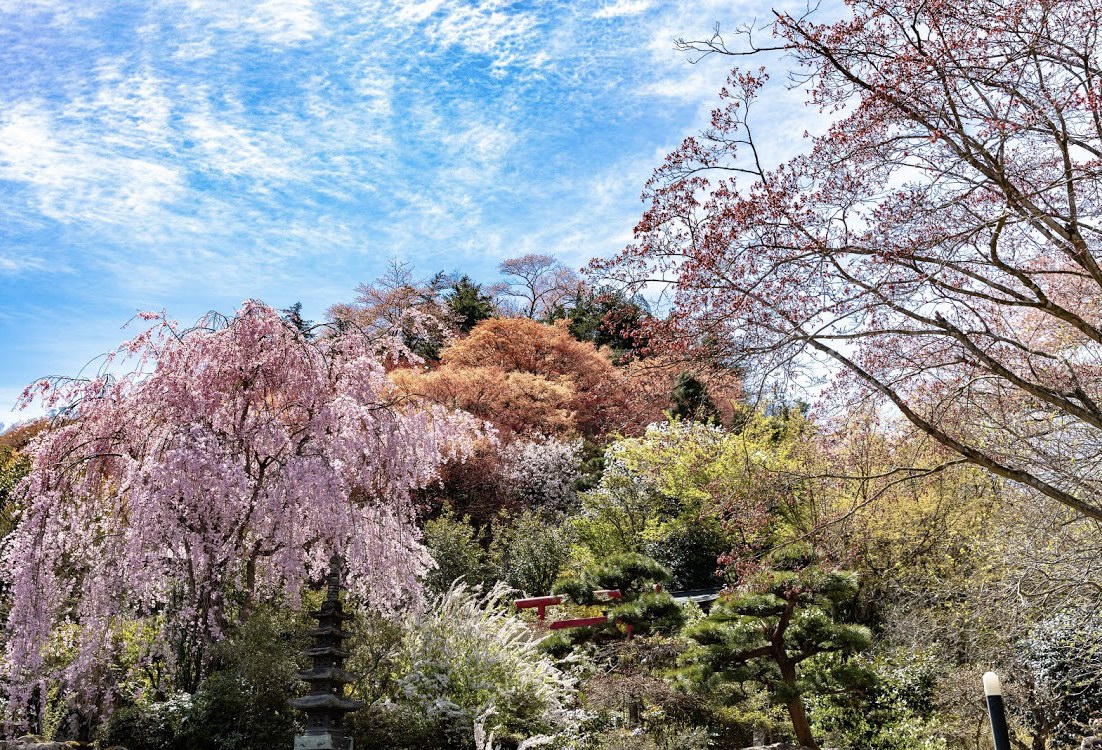 แดนสวรรค ของคนร กดอกไม Hanamiyama Park Fukushima