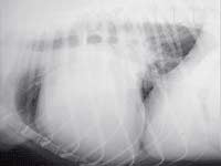 Lateral thoracic radiograph of a large-breed dog with dilated cardiomyopathy