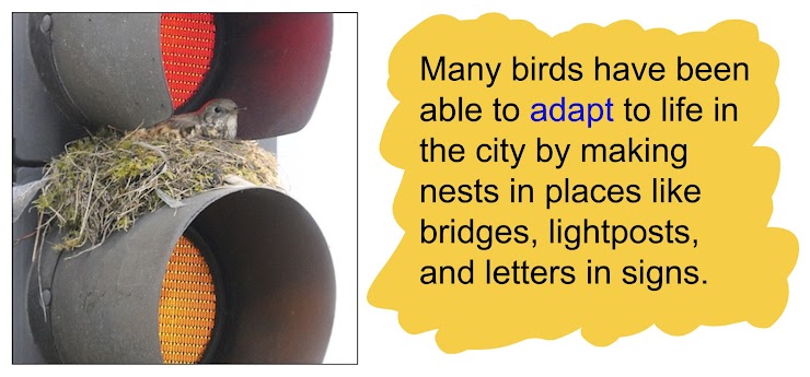 https://www.dailymail.co.uk/news/article-1261567/Nesting-bird-makes-home-set-traffic-lights.html