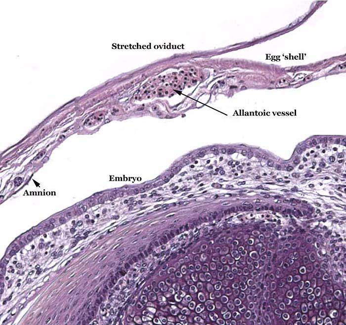 The membranes that the embryo immediately