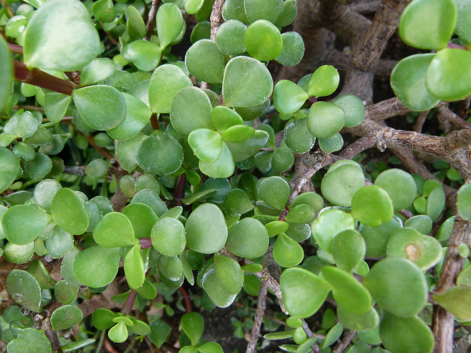 La pianta di giada è una pianta ideale per piccoli vasi