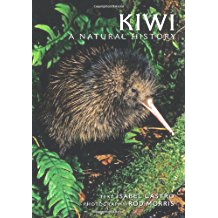 New Zealand - Kiwi bird