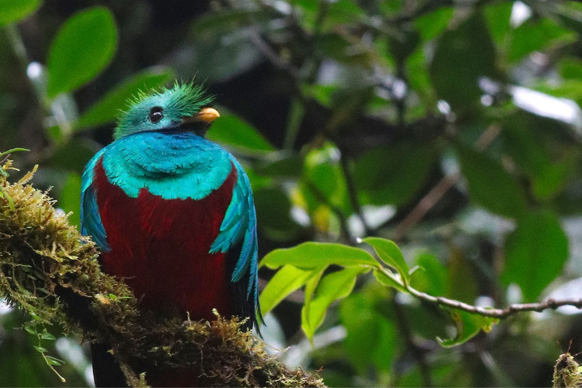 Resplendent Quetzal (Pharomachrus mocinno)
