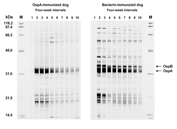 Western blot of sera samples from an OspA-immunized (left panel) and a bacterin-immunized dog (right panel) collected at four-week intervals starting at lane 1 with the day of the first day immunization.