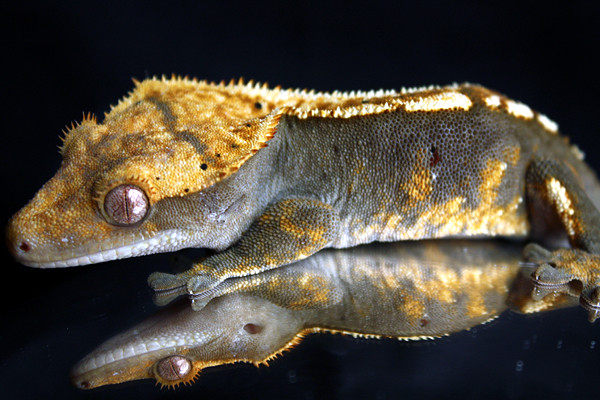 Crested Gecko firing up makes color changed