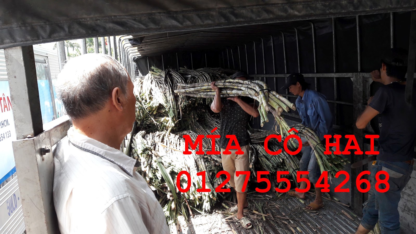 Mía cây mía ăn xuất khẩu 01275554268 - 17