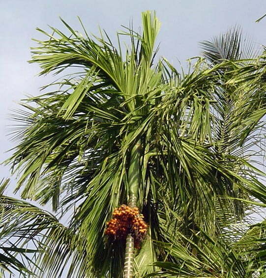 Cây cau lùn có giá thấp