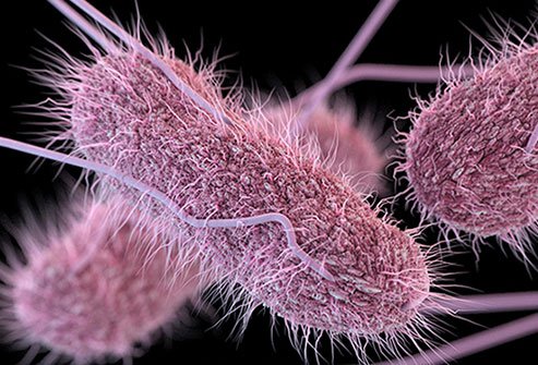 <i>Salmonella</i> poisoning can be spread through food or by person-to-person contact.