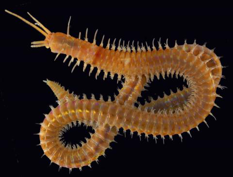 Le Palolo L Univers des Animaux marins Le Palolo L Univers des Animaux marins