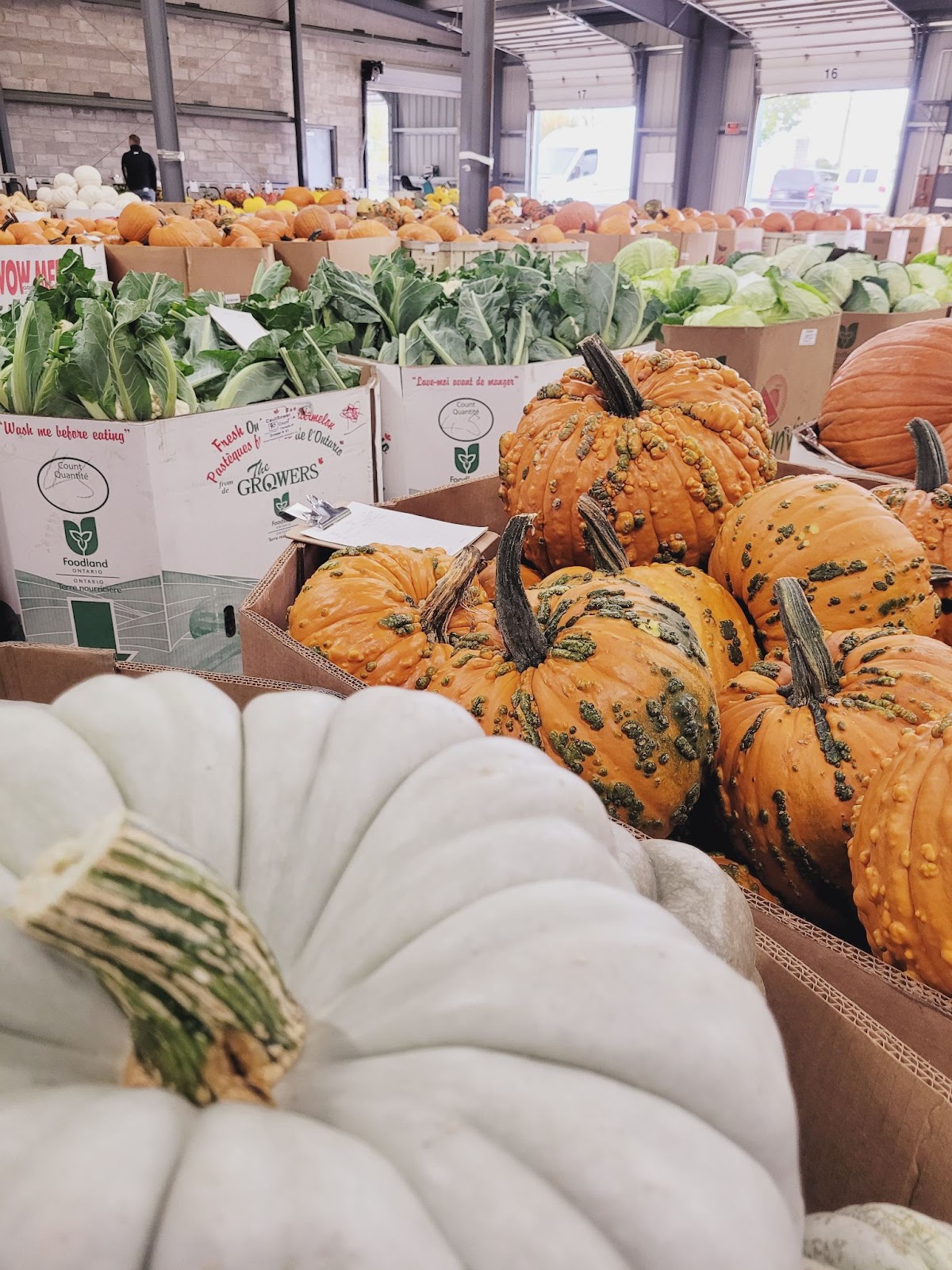 Rows of fresh fall produce line the Elmira Produce Auction Cooperative (EPAC)