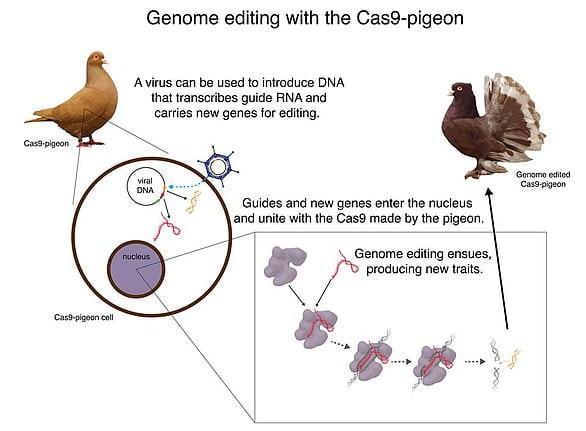 Revealed: The birds in a groundbreaking 'de-extinction' gene editing  experiment that could help bring dozens of species 'back from the dead' |  Genomics Institute