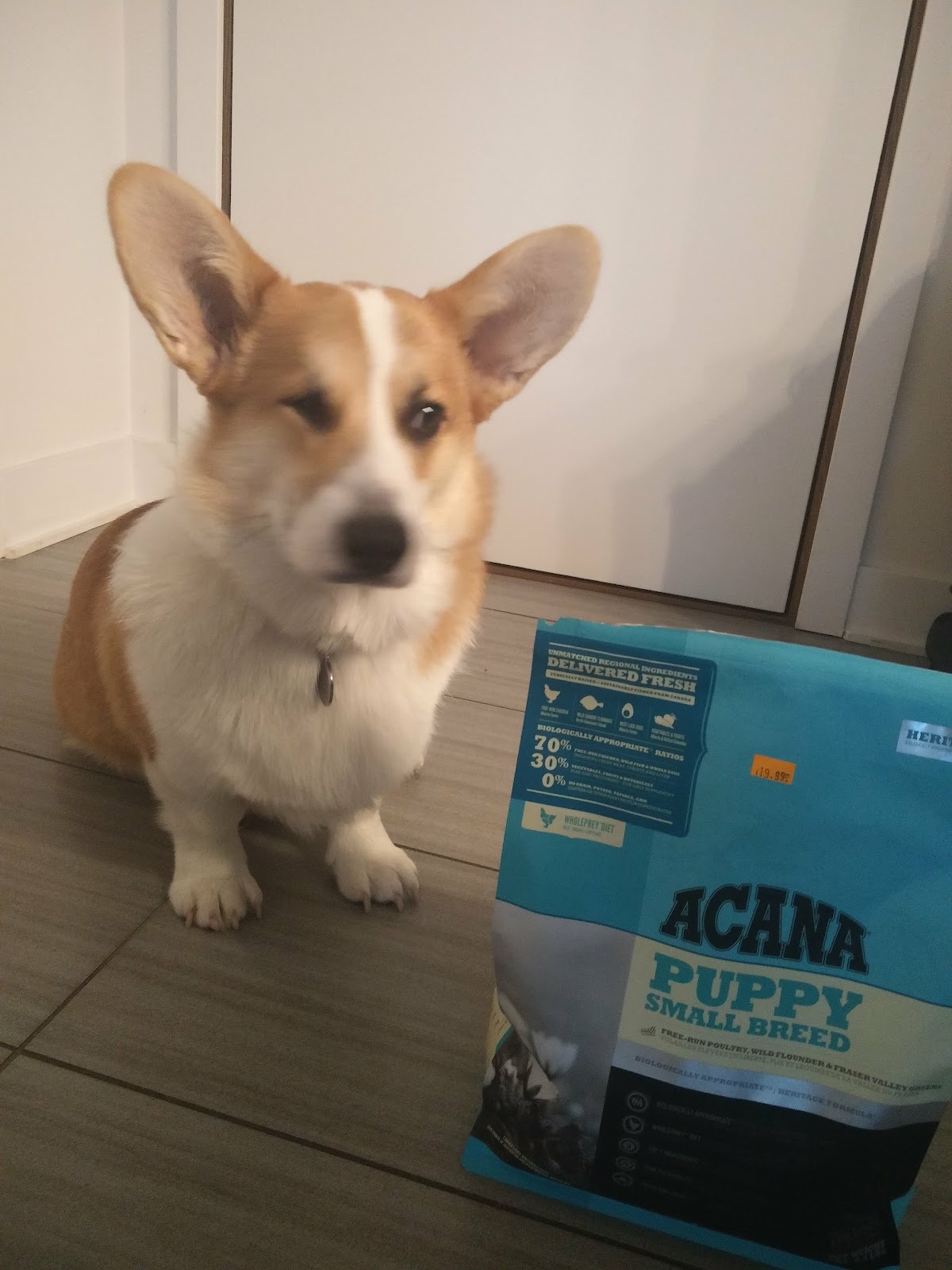 Acana food and corgi puppy