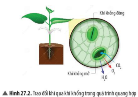 Câu hỏi trang 125 SGK TN&XH 7 CTST tập 1 