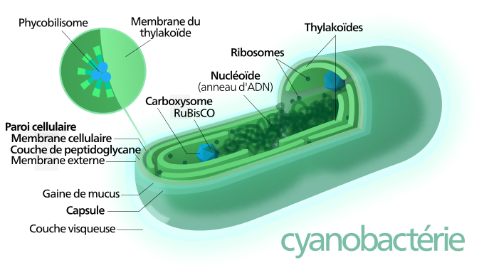 Fichier: Cyanobacterium-fr.svg