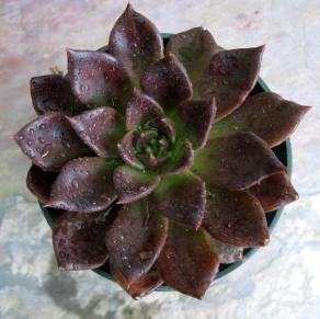 Image result for succulent echeveria black prince