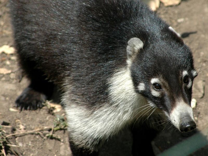 White Nosed Coatimundis