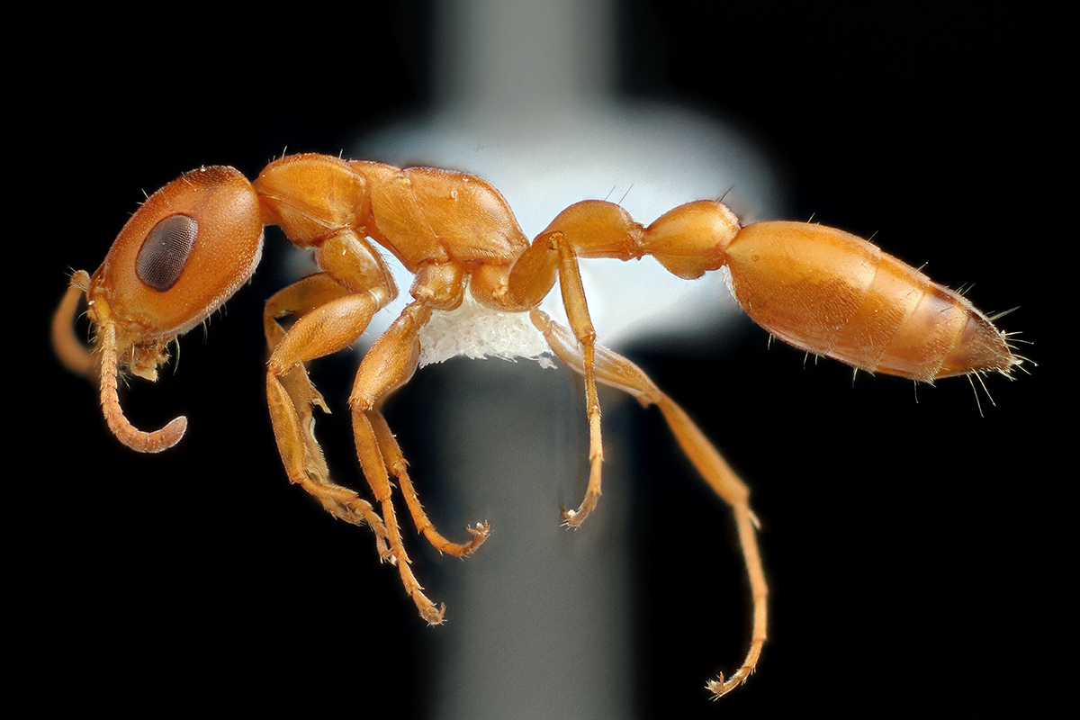 Has COVID-19 affected the Jasper Ridge Ant Survey?