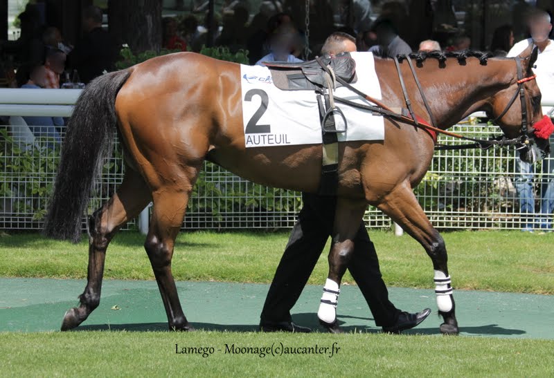 Photos Auteuil 7-06-2015 Journée Grande Course de Haies 3WNMmaS4TPlLcSXo122AelPjAjqFAwx4P-uum8OjoMon=w800-h547-no