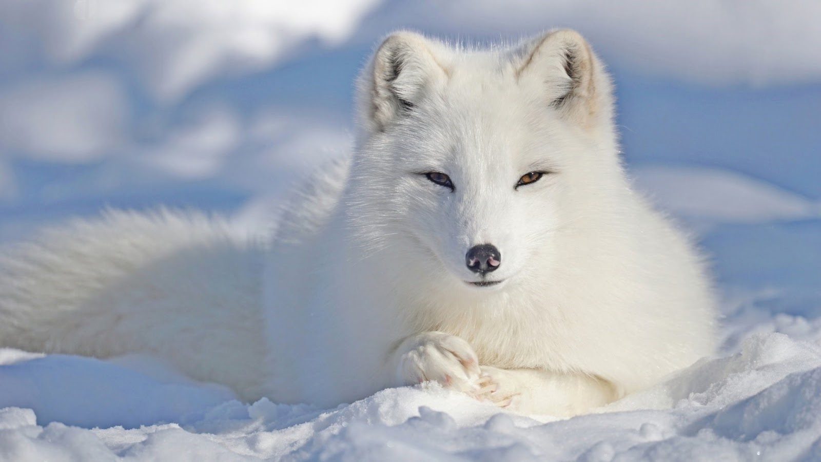 Ảnh nền con cáo trắng - Cáo tuyết Bắc Cực đẹp nhất cho máy tính, laptop