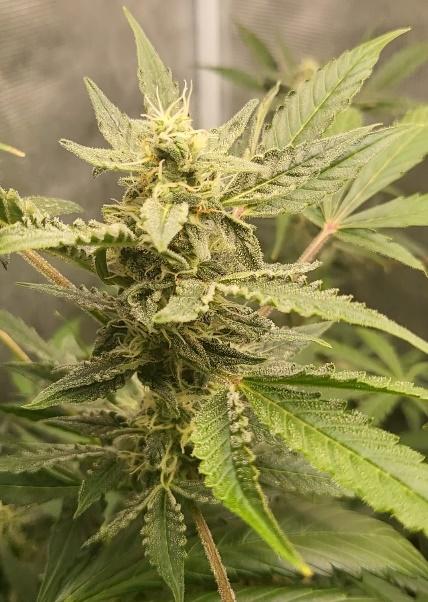 closeup cima di cannabis pianta 1
