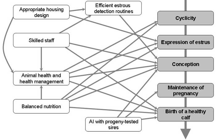 Relationships of housing, management and nutrition with dairy cow fertility.