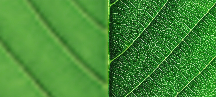 Close-up of leaf showing detail with 8K XR Super Resolution